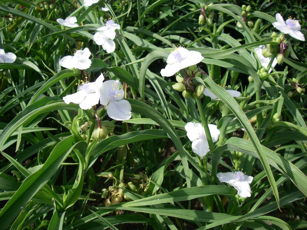 Tradescantia andersoniana 'Innocence'